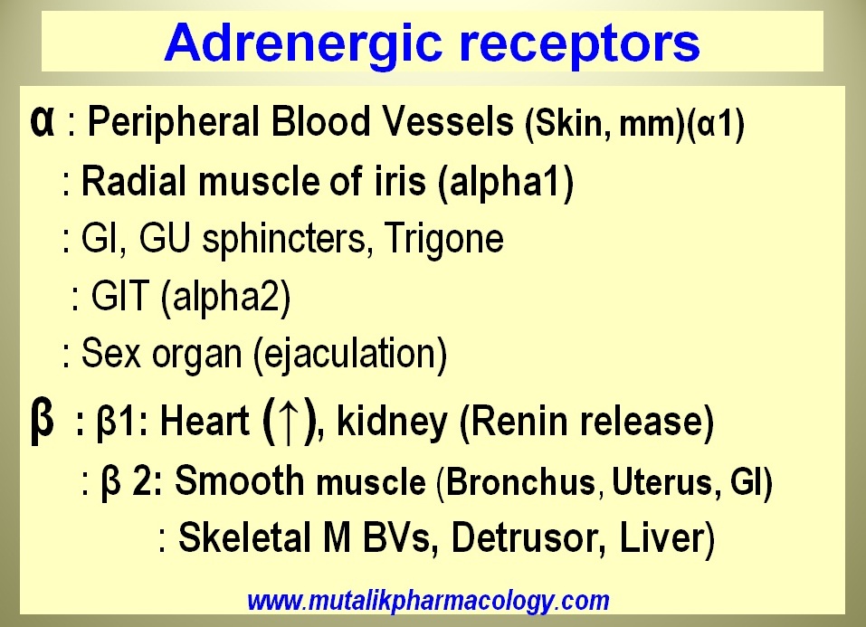 Adrenergic Agonists | Mutalik Pharmacology