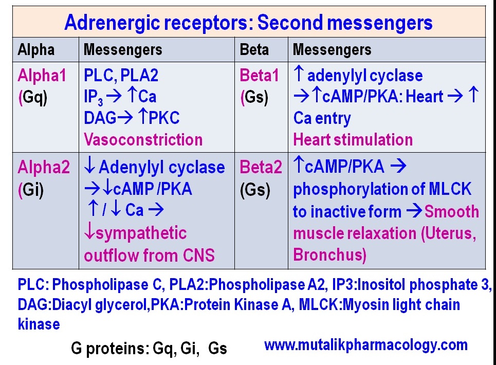 alpha 2 receptors
