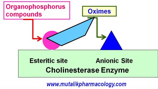 Cholinergic Drugs- Agonists And Anti-Cholinesterase Agents | Mutalik ...